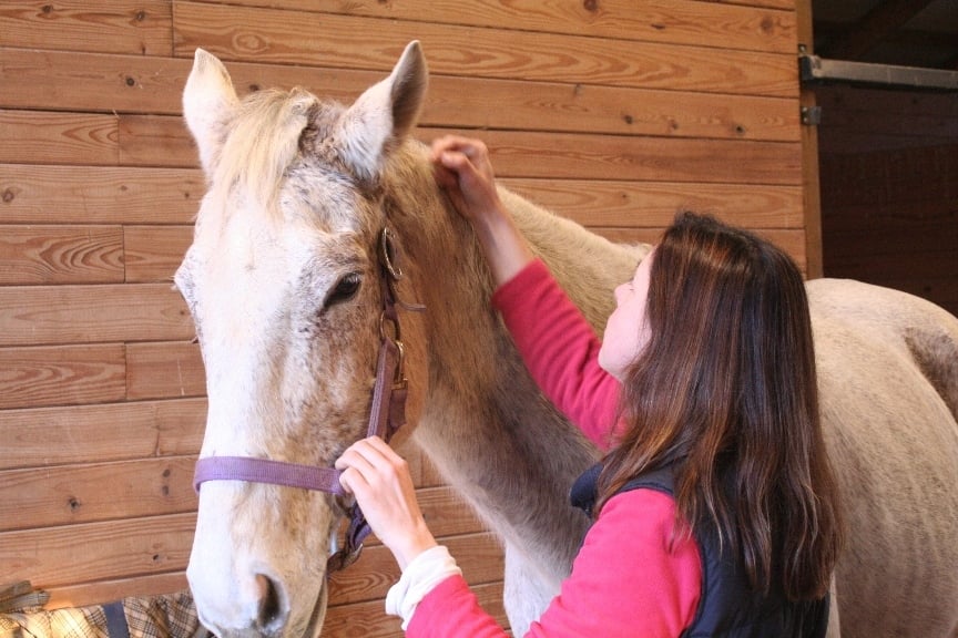 a veterinarians touching a horse's head
