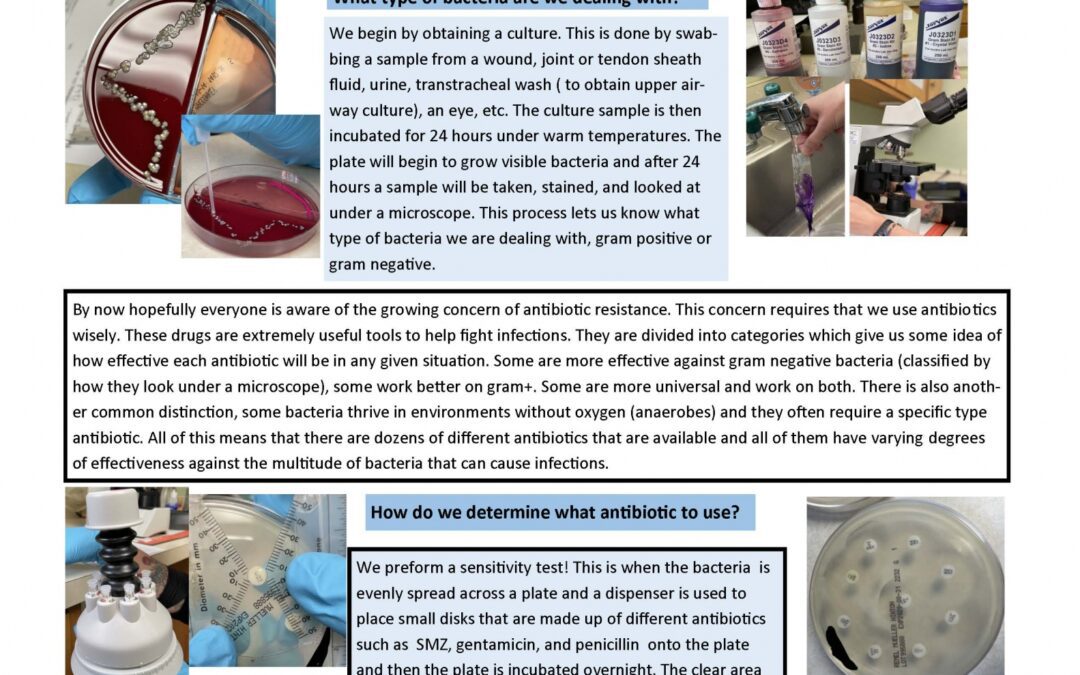 Antibiotics