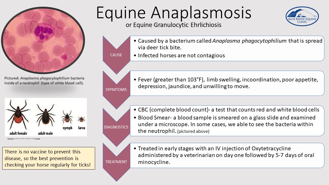Equine-Anaplasmosis