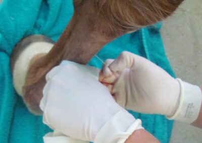 a horse being examined by a vet