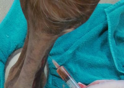 a horse with a syringe in its mouth