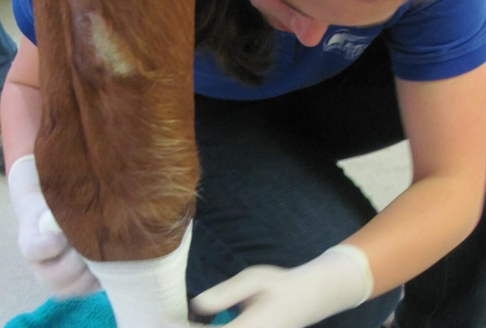 a person with gloves on touching a horse's leg