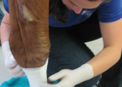 a person with gloves on touching a horse's leg