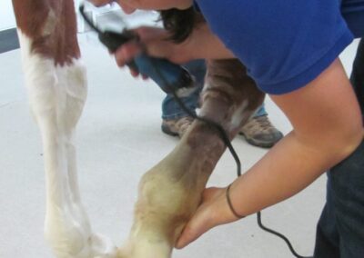 a person holding a machine to a horse's hoof