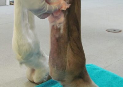 a person's hand washing a horse's leg