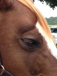 a close up of a horse's eye
