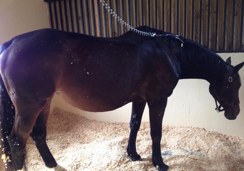 a horse in a stall