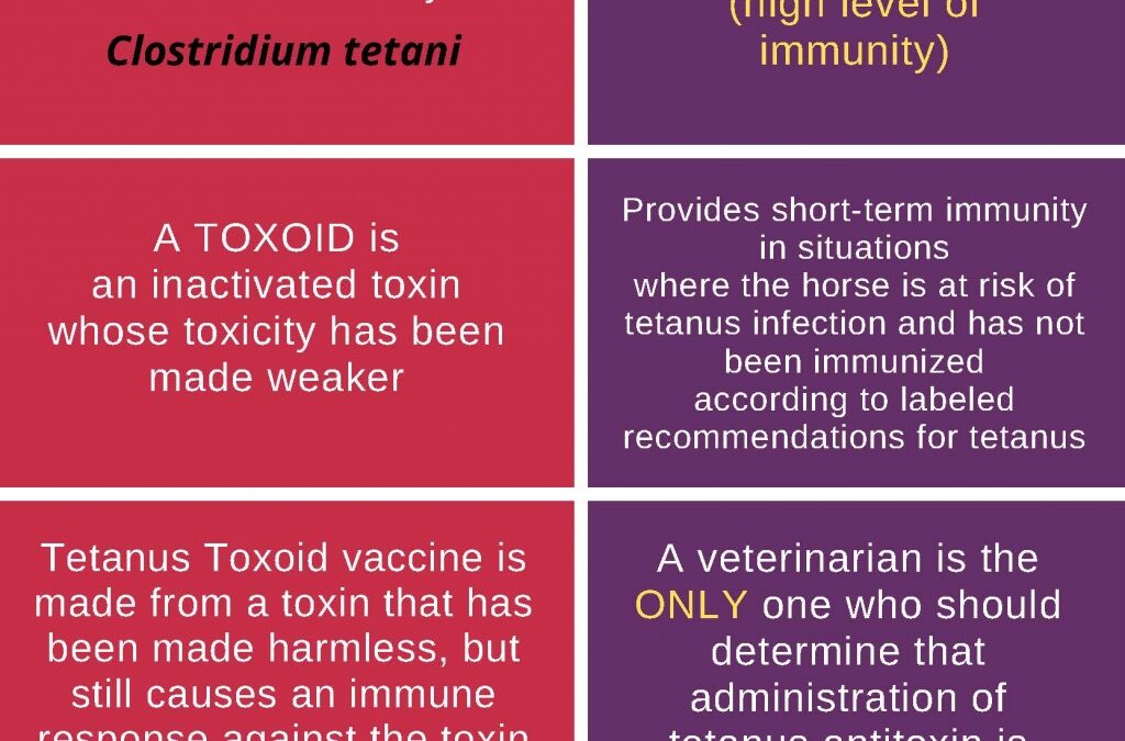 Tetanus-Toxoid-picture