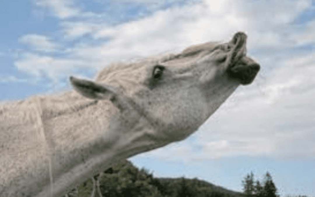 a horse with its mouth open