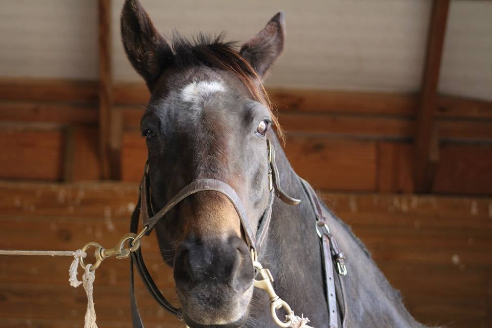 a horse with a bridle