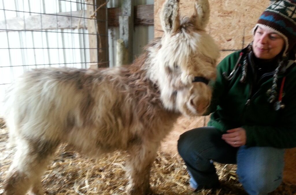 a person kneeling next to a donkey