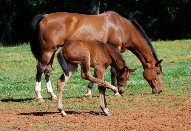 foal scratching nose