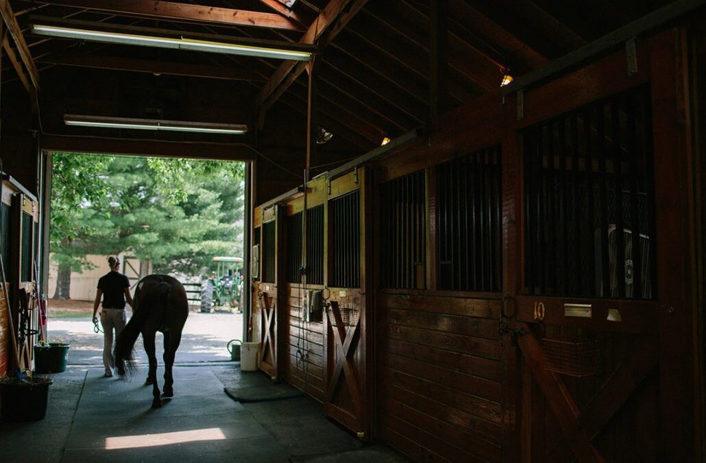a horse in a stable