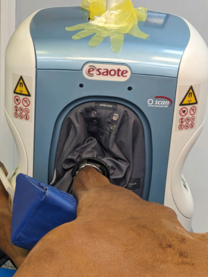MRI-leg