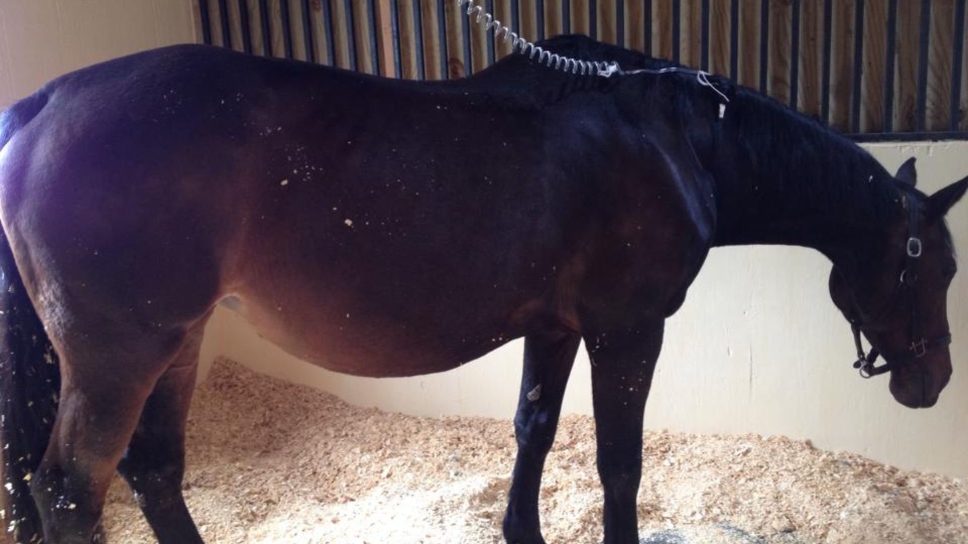 a-horse-in-a-stall-1