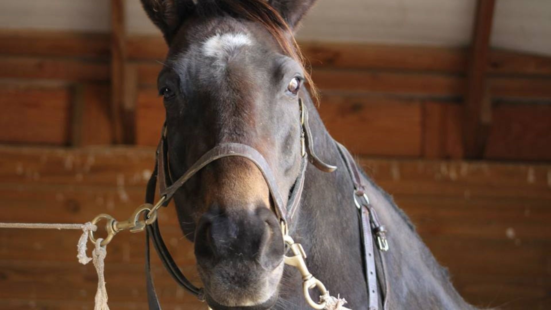 a-horse-with-a-bridle