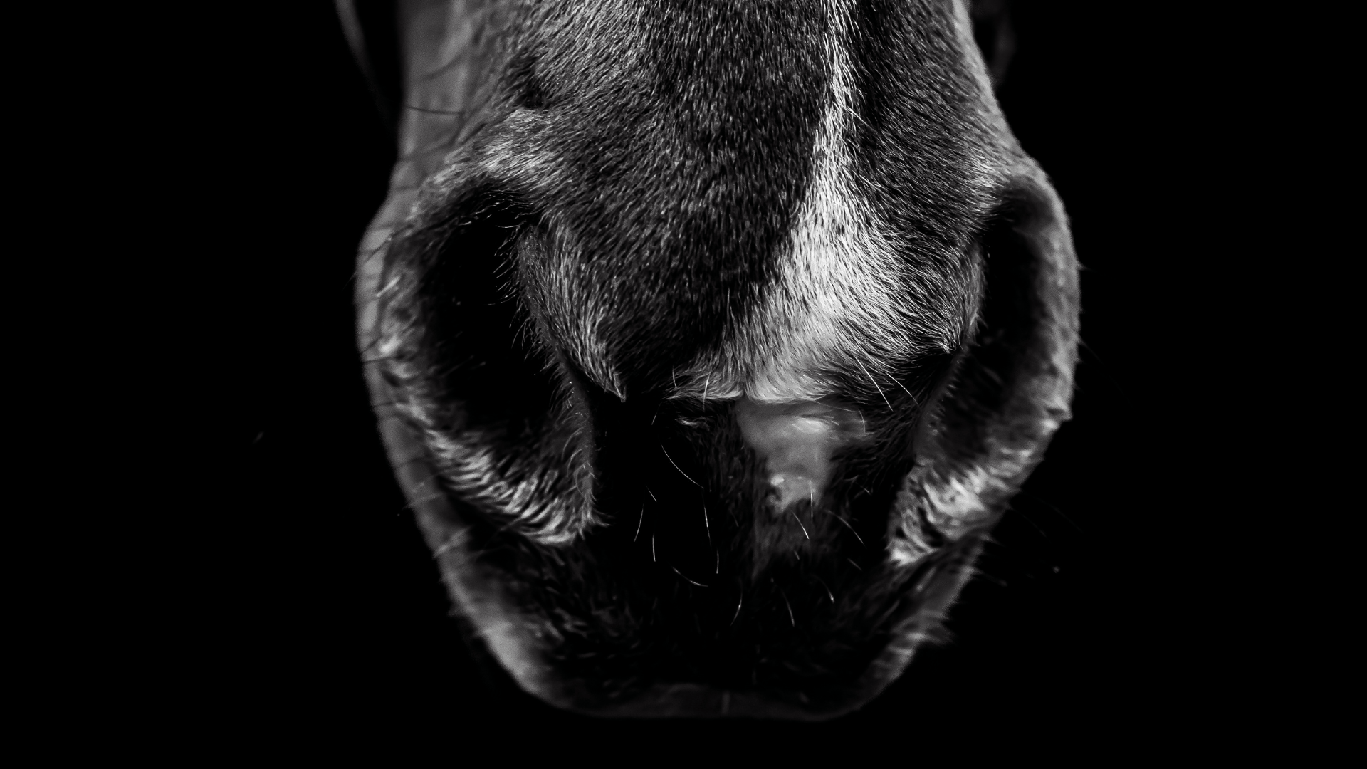equine-stem-cell