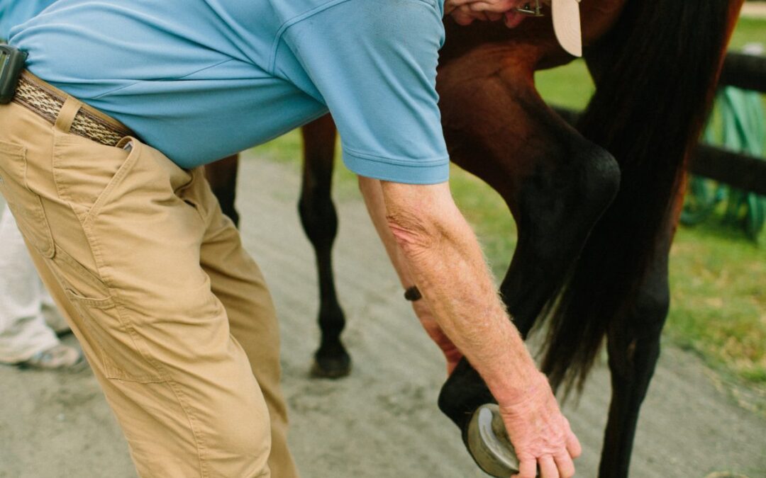 a person touching a horse's foot