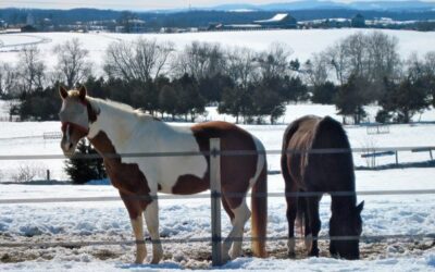 Equine Enteric Coronavirus – A Newly Emerging Disease Of Horses