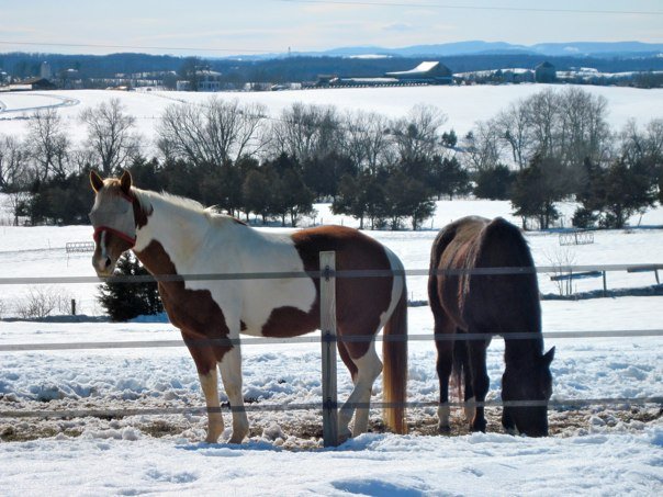 horses standing in the snow
