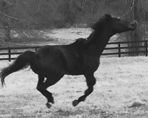 a horse running in a field