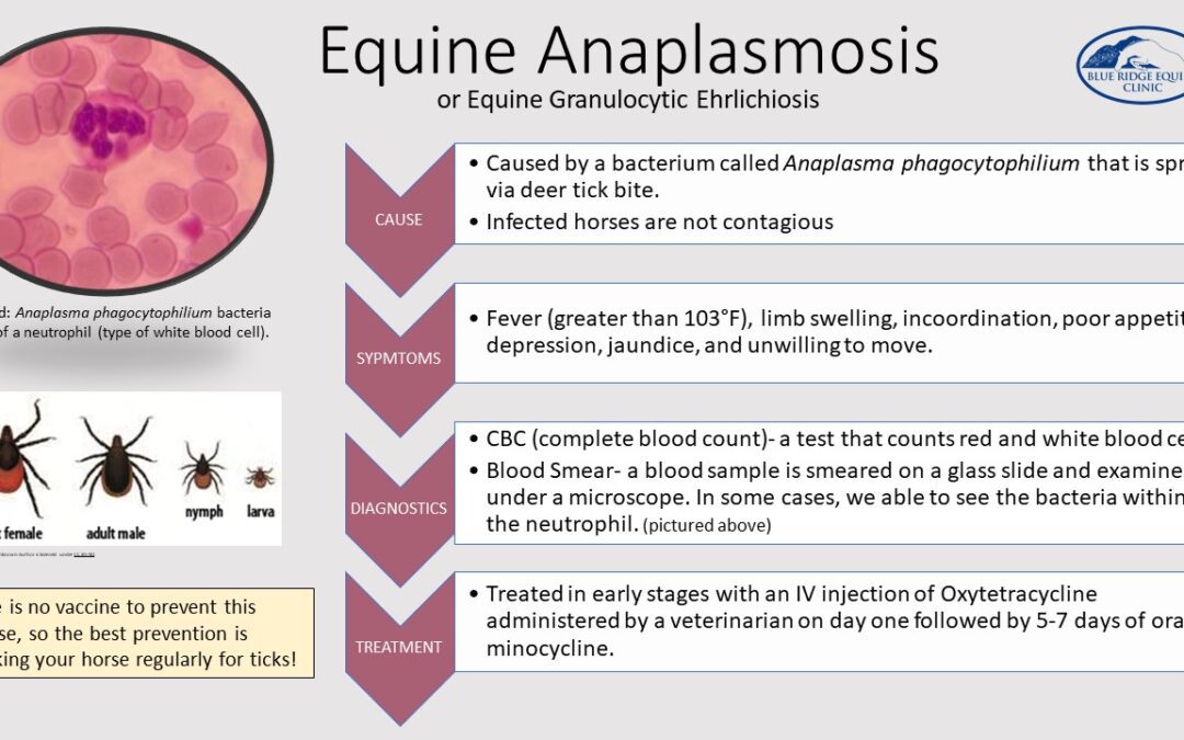Equine-Anaplasmosis