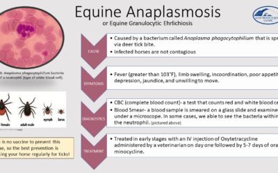 Equine Anaplasmosis