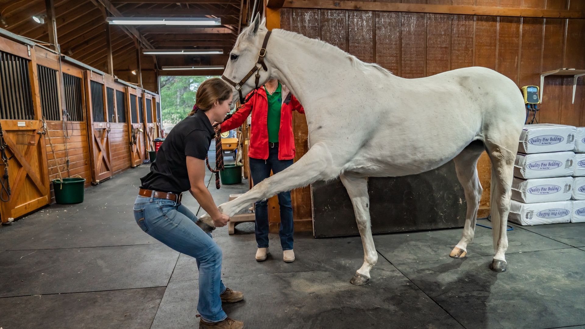 a vet touching a horse legs