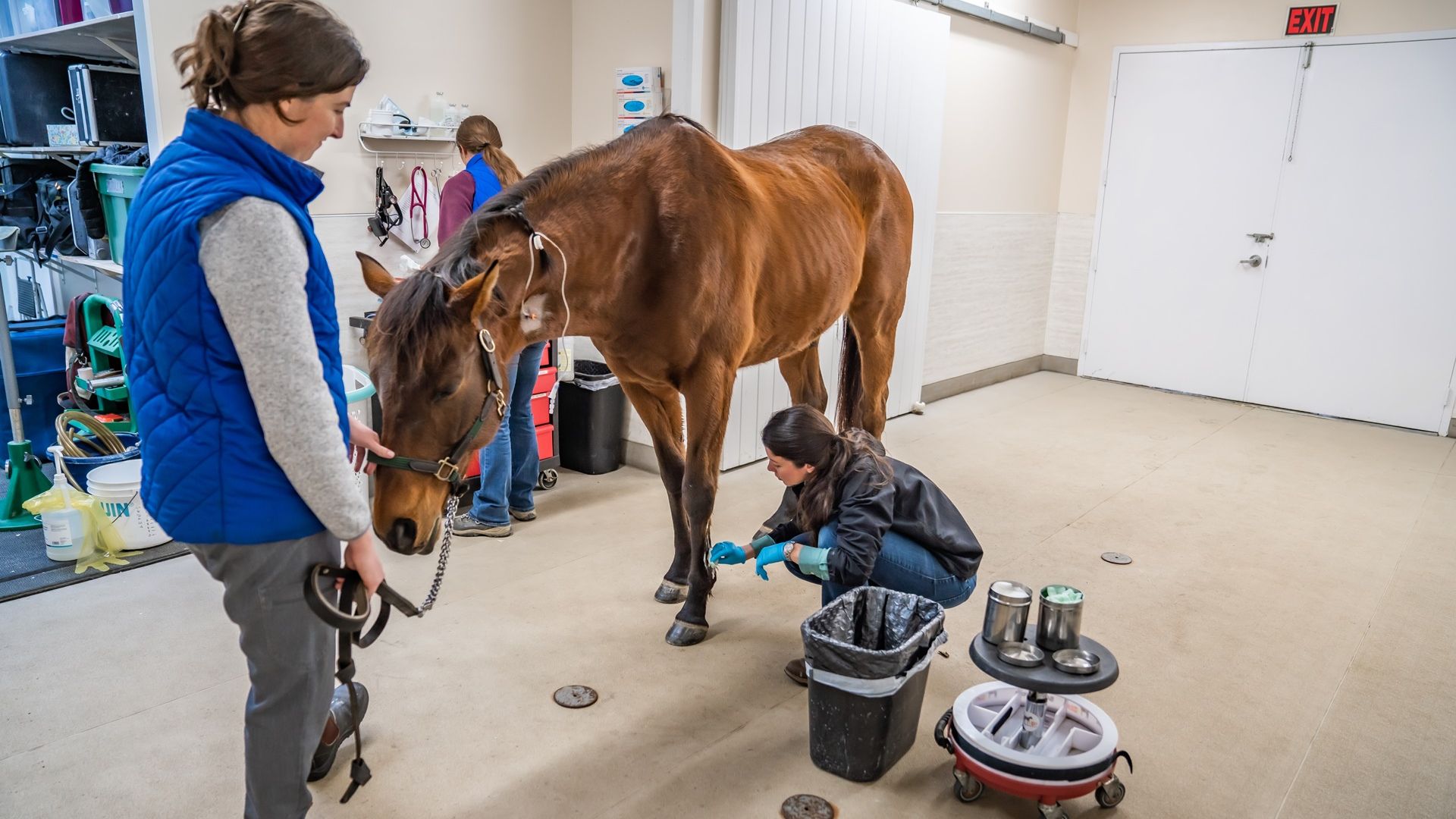 A vet providing treatment an equine