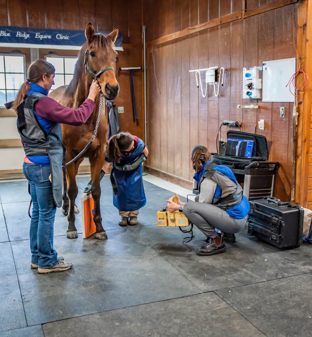 Vets performing an x-ray on equine.
