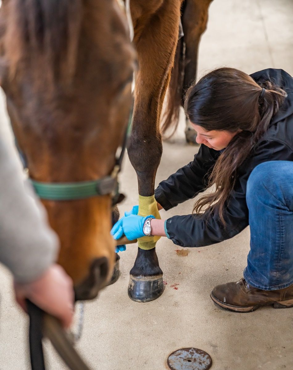a vet touching a horse's leg