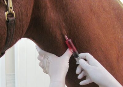 a person injecting a horse's leg