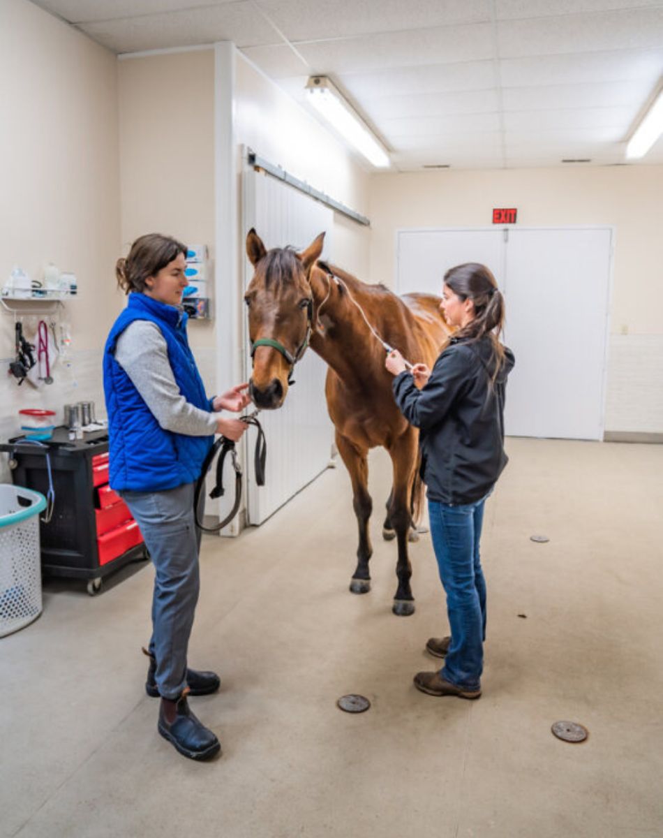 a veterinarian holding a horse
