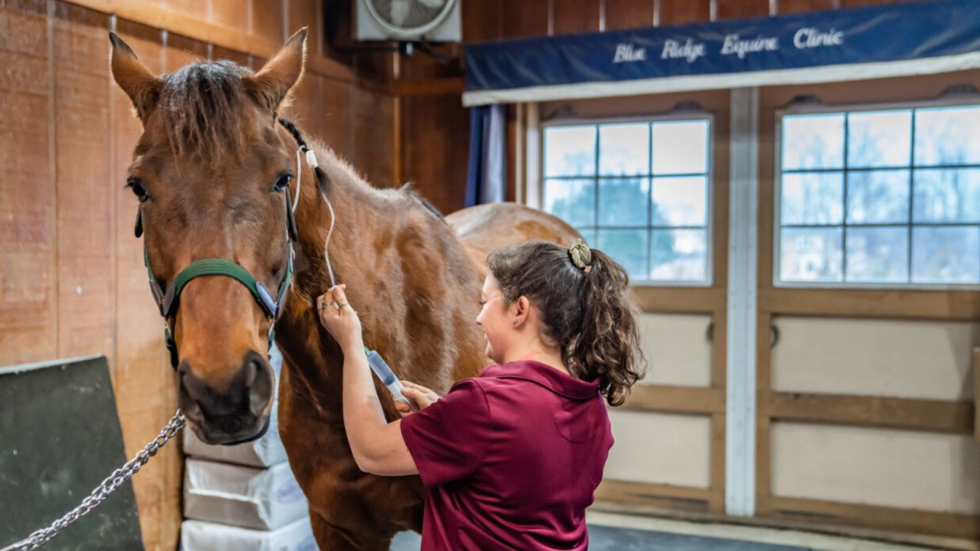 a veterinarian in a red shirt getting a horse injection