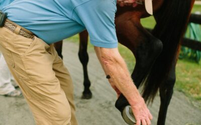 How Much Do Hock Injections Cost For A Horse?