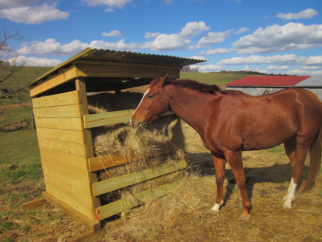 a horse eating hay from a wooden feeder