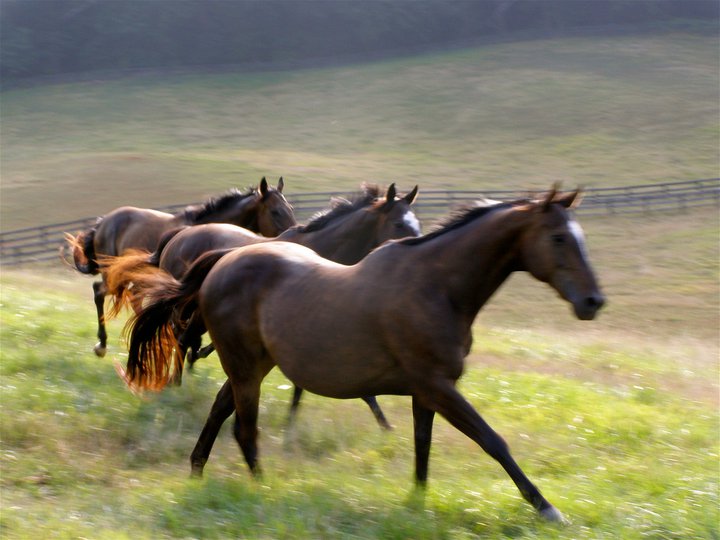 horses running on grass