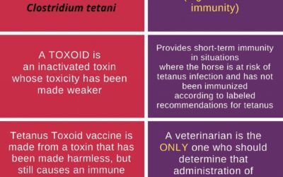Tetanus Toxoid vs. Tetanus Antitoxin