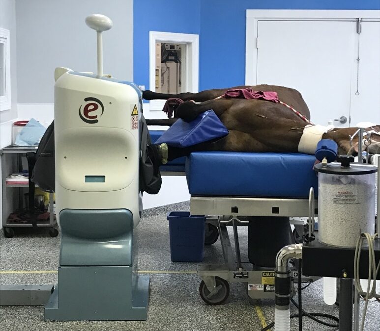 a horse lying on a bed in clinic