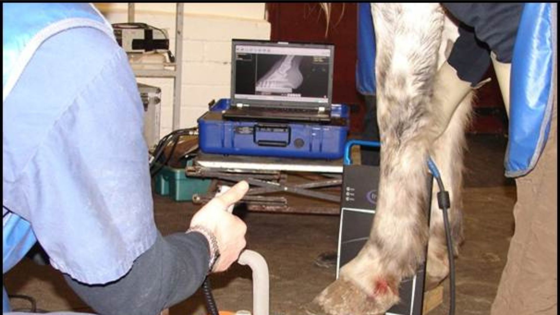 a veterinarian operating a horse's hoof
