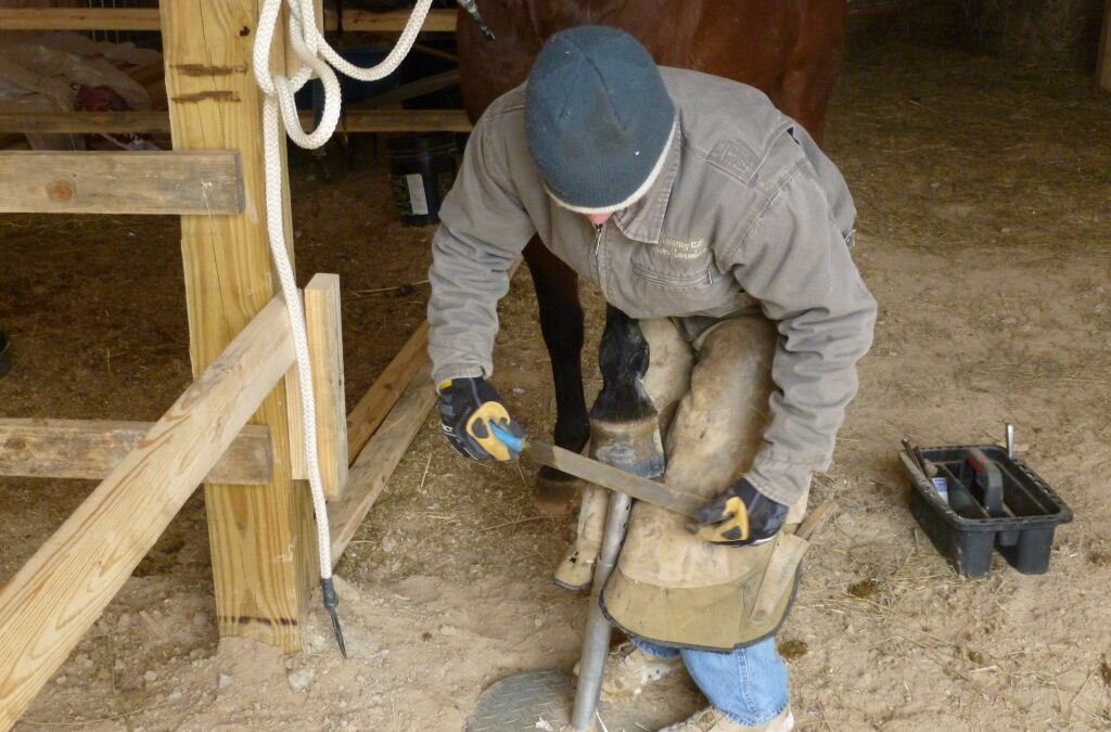 a person working on a horse