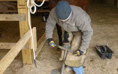 Farriers And Veterinarians Collaborate At Blue Ridge Equine Clinic