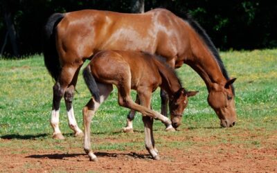 How to Take Care of Your Pregnant Mare