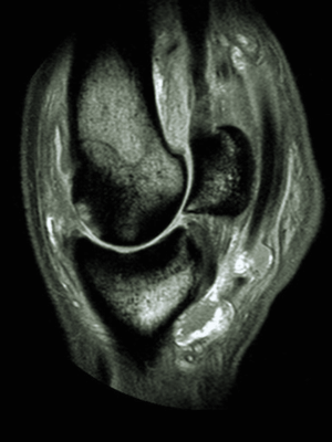 horse MRI