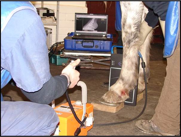 a person operating a horse's hoof
