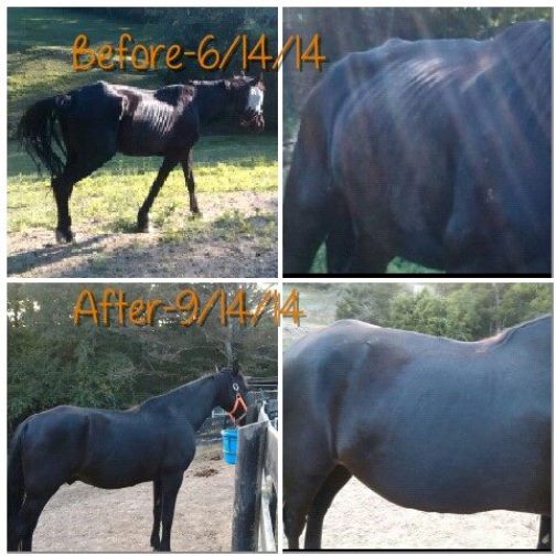 a horse before and after photos