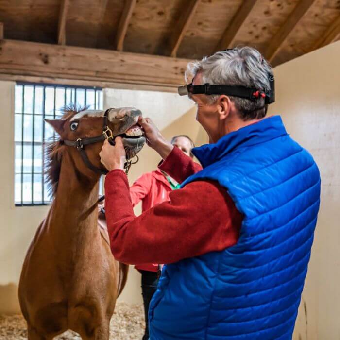a vet with a horse