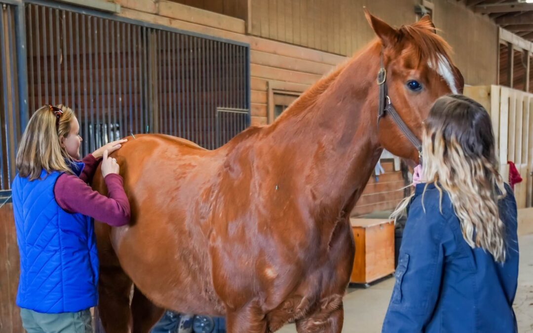 Equine Acupuncture Therapy in Earlysville, VA