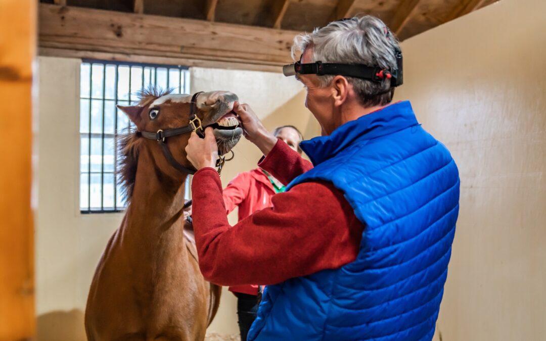 Equine On-Farm Visits in Earlysville, VA