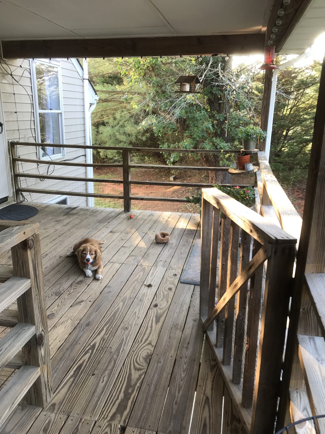 a dog lying on a deck